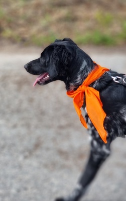 Sky, Bretonen-Mischling - Hündin