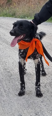 Sky, Bretonen-Mischling - Hündin