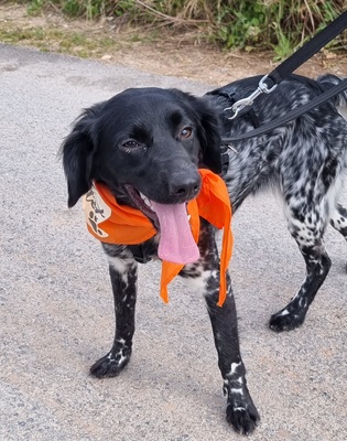 Sky, Bretonen-Mischling - Hündin