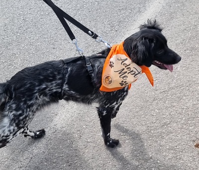 Sky, Bretonen-Mischling - Hündin