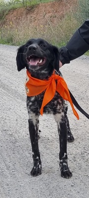 Sky, Bretonen-Mischling - Hündin