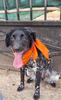 Sky, Bretonen-Mischling - Hündin