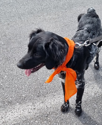 Sky, Bretonen-Mischling - Hündin