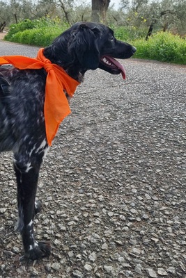 Sky, Bretonen-Mischling - Hündin