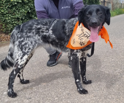 Sky, Bretonen-Mischling - Hündin