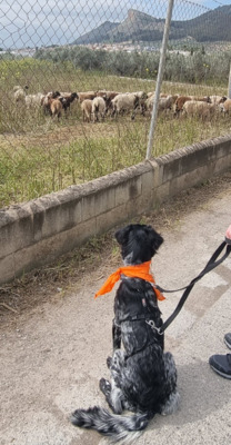 Sky, Bretonen-Mischling - Hündin