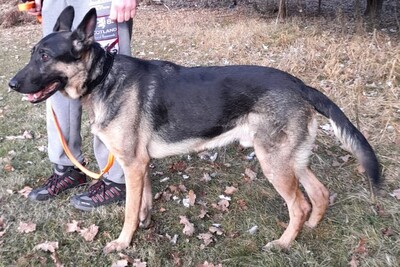 Sky, Deutscher Schäferhund - Rüde