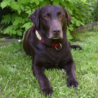 Sky Love, Labrador - Hündin