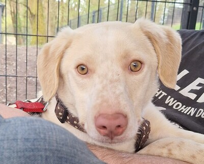 Sky, Mischling - Rüde