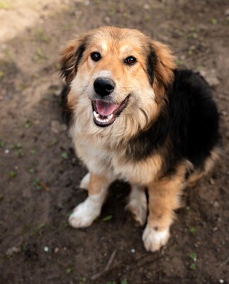 Sky, Mischling - Rüde