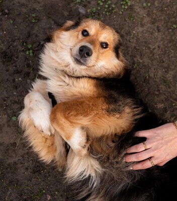 Sky, Mischling - Rüde