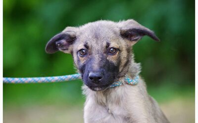 Sky, Mischling Welpen - Rüde