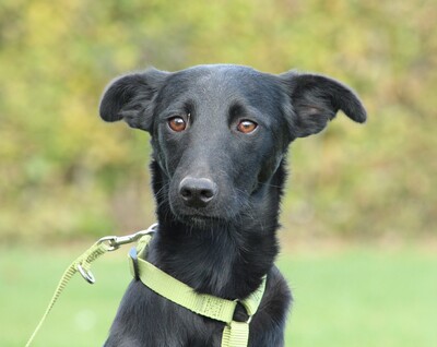 Sky, Mischling Welpen - Rüde