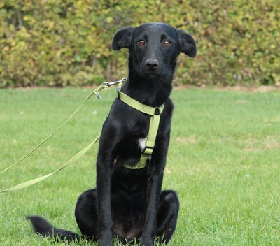 Sky, Mischling Welpen - Rüde