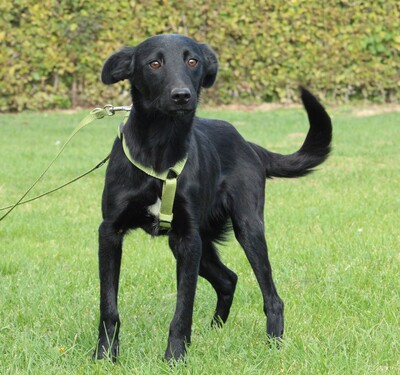 Sky, Mischling Welpen - Rüde