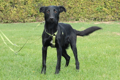 Sky, Mischling Welpen - Rüde