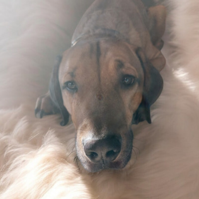 Sky, Slovensky Kopov / Schäferhund - Rüde
