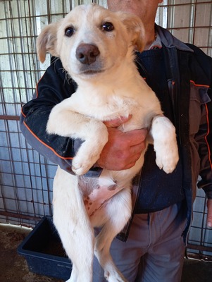 ☁️ Sky – das Hundemädchen mit dem Herz auf der Stirn ☁️