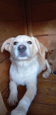 ☁️ Sky – das Hundemädchen mit dem Herz auf der Stirn ☁️, Mischling - Hündin