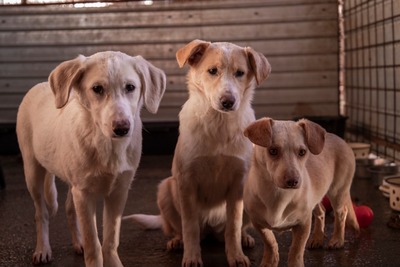 ☁️ Sky – das Hundemädchen mit dem Herz auf der Stirn ☁️, Mischling - Hündin