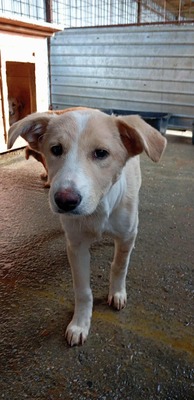 ☁️ Sky – das Welpenmädchen mit dem Herz auf der Stirn ☁️, Mischling - Hündin