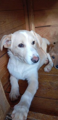 ☁️ Sky – das Welpenmädchen mit dem Herz auf der Stirn ☁️, Mischling - Hündin