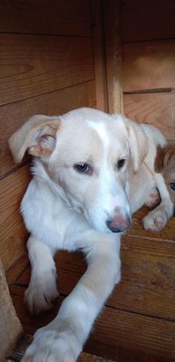 ☁️ Sky – das Welpenmädchen mit dem Herz auf der Stirn ☁️, Mischling - Hündin