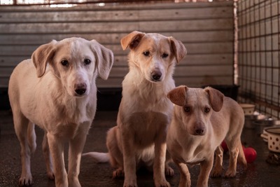 ☁️ Sky – das Welpenmädchen mit dem Herz auf der Stirn ☁️, Mischling - Hündin