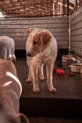 ☁️ Sky – das Welpenmädchen mit dem Herz auf der Stirn ☁️, Mischling - Hündin