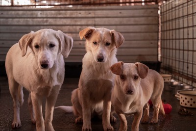 ☁️ Sky – das Welpenmädchen mit dem Herz auf der Stirn ☁️, Mischling - Hündin