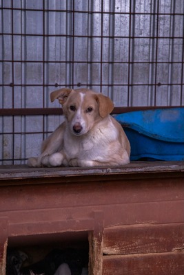 ☁️ Sky – das Welpenmädchen mit dem Herz auf der Stirn ☁️, Mischling - Hündin