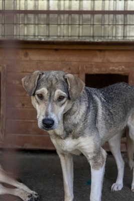 Sky – die Hündin mit der besonderen Maske ist voller Lebensfreude 💙☀️, Mischling - Hündin