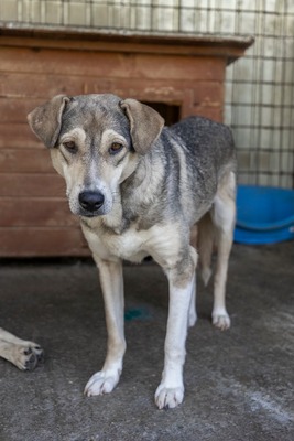 Sky – die Hündin mit der besonderen Maske ist voller Lebensfreude 💙☀️, Mischling - Hündin