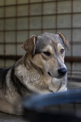 Sky – die Hündin mit der besonderen Maske ist voller Lebensfreude 💙☀️, Mischling - Hündin