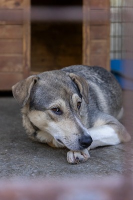 Sky – die Hündin mit der besonderen Maske ist voller Lebensfreude 💙☀️, Mischling - Hündin