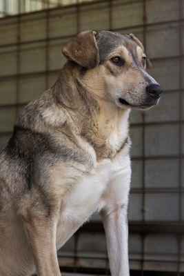 Sky – die Hündin mit der besonderen Maske ist voller Lebensfreude 💙☀️, Mischling - Hündin