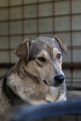 Sky – die Hündin mit der besonderen Maske ist voller Lebensfreude 💙☀️, Mischling - Hündin