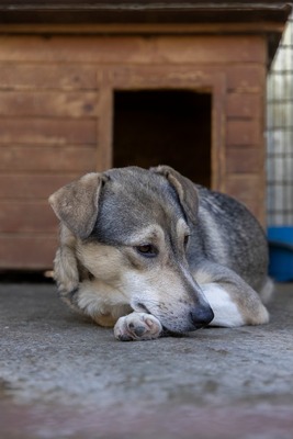 Sky – die Hündin mit der besonderen Maske ist voller Lebensfreude 💙☀️, Mischling - Hündin