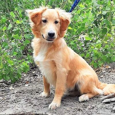 🌷🌷Sky ist verspielt, sanft mit Kindern und kommt gut mit anderen Haustieren und Menschen aus🐕‍🦺🐕‍🦺, Mischling Welpen - Rüde