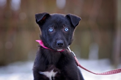 Skyla, Mischling Welpen - Hündin