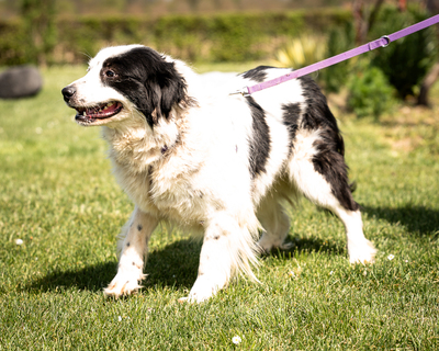 Skylina, mischling - Hündin