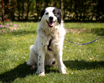 Skylina, mischling - Hündin