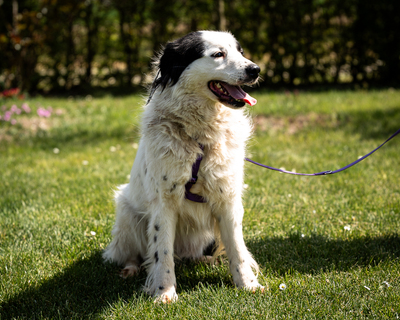 Skylina, mischling - Hündin