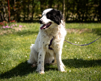 Skylina, mischling - Hündin