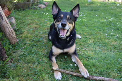 Skylo, Mischling - Rüde