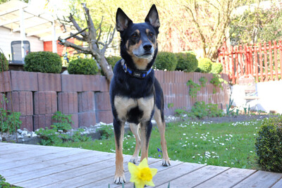 Skylo, Mischling - Rüde