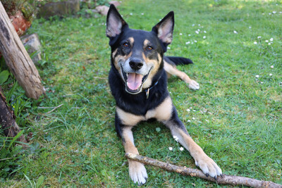 Skylo, Mischling - Rüde