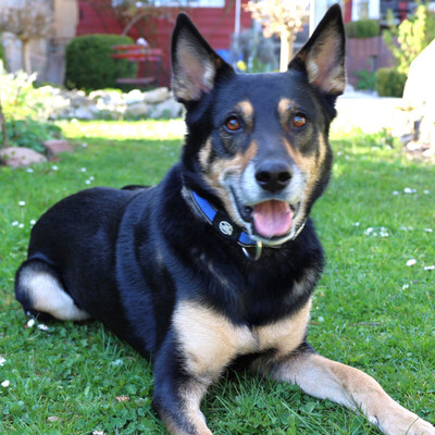 Skylo, Mischling - Rüde