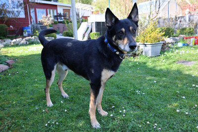 Skylo, Mischling - Rüde