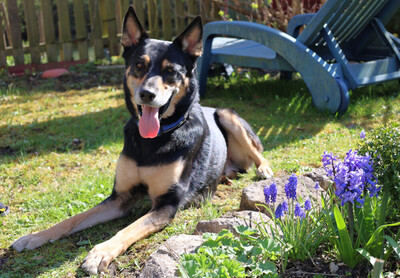 Skylo, Mischling - Rüde